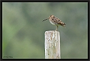 watersnip _MG_6660